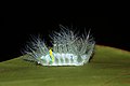 Slug moth caterpillar, Sabah, Borneo