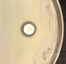 "S. saprophyticus" on Mueller–Hinton agar exhibiting resistance to novobiocin characteristic for species identification