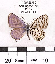 Museum specimen