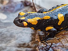 Not me, but a fire salamander