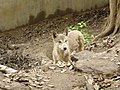 Himalayan wolf