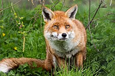 Red fox (Vulpes vulpes)