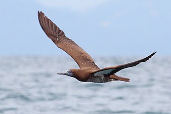 Juvenile S. l. etesiaca Costa Rica