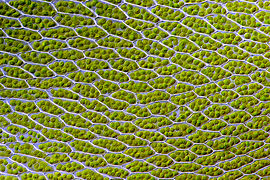 Bryum capillare leaf cells