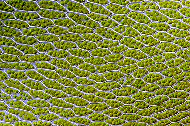 Moss cells