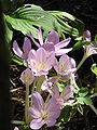 Colchicum byzantinum