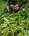 Crinum bulbispermum