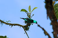 Scarlet-thighed Dacnis (male)