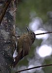 Planalto woodcreeper