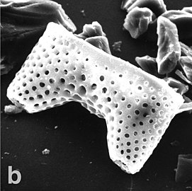 Diatom