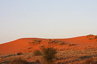 Red dunes in the game reserve