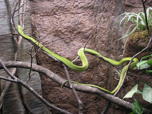 A bright green snake in a tree branch in a terrarium-like enclosure