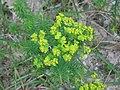 Euphorbia cyparissias