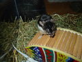 Image 4Mouse on a wheel Photograph: R2Dine