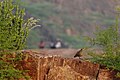 Grey Francolin amidst rocks and desert vegetation