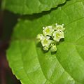 Flower (male)