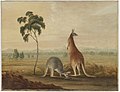 Red kangaroos, Liverpool Plains, Sydney, ca. 1819