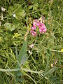 Lathyrus heterophyllus