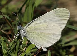 杜波小粉蝶 Leptidea duponcheli