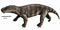 Lycaenops angusticeps