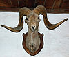 head of a Marco Polo sheep