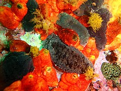 两只海参：红色的是Pseudocnella insolens（英语：Pseudocnella insolens），深色的是Pentacta doliolum