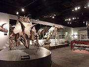 Dinosaur Hall display.