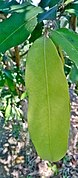 Close up of leaves