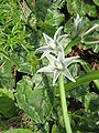 Ornithogalum nutans close-up