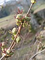 Sambucus racemosa buds