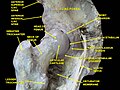 Hip joint. Lateral view. Anterior inferior iliac spine visible to the left.
