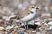 Snowy Plover (juvenile)(?) (featured picture)