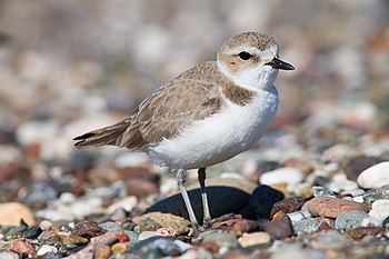 Kentish Plover