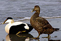 Eider ducks