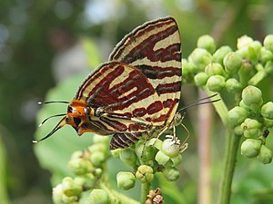 Ventral view (wet-season form)