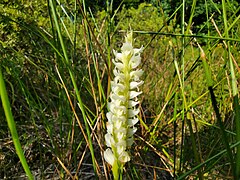 Spiranthes romanzoffiana