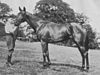 British racehorse Tiffin (1926 – 7 March 1931)