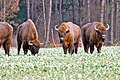 2020年1月23日 (四) 20:54版本的缩略图