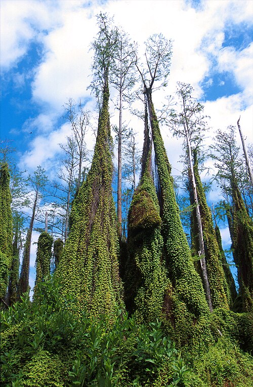 Fern growing on cypress trees in Florida