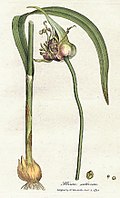 An illustration of garlic, Allium sativum