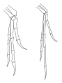 Claws of Deinonychus (left) and Archaeopteryx (right)