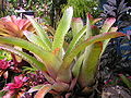 Bromeliad4