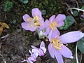 Colchicum autumnale close-up of the flowers