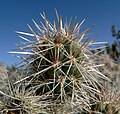 Spines closeup