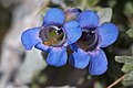 Flowers of Penstemon duchesnensis