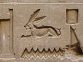 Cape hare hieroglyph depicted at the Temple of Edfu