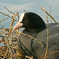 Fulica atra