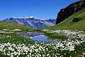 Image 14An alpine mire in the Swiss Alps (from Mountain)