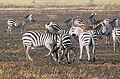 Fighting, Serengeti, Tanzania
