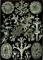 Lichens, by Ernst Haeckel
